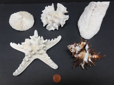 Sea Life Beautiful Large Selection Of Corals Starfish And Shell Real