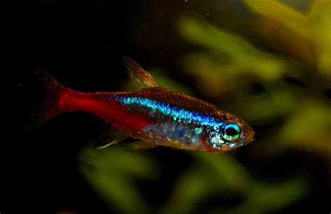 Neon Tetra Fish Pictures Free Download
