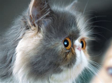 Pixie The Sourpuss Britains Saddest Looking Feline Mirror Online