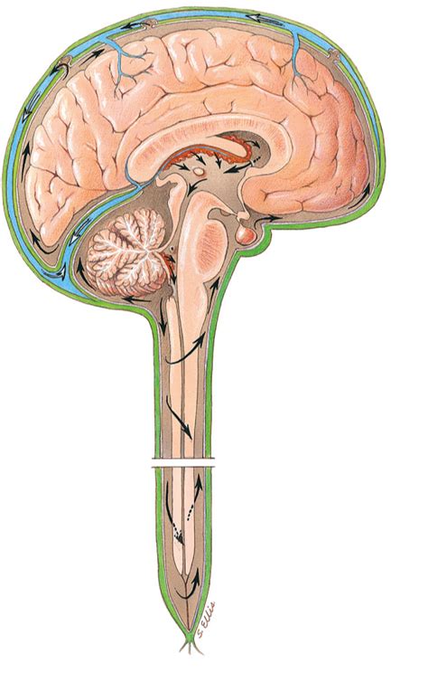 Figure 2010 Ventricles Of The Brain And Cerebrospinal Fluid C