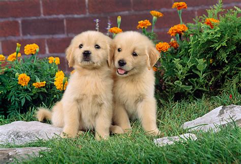 Of course, the right puppy for when you're trying to evaluate and choose a golden retriever puppy, one of the first things you should do is to observe the interactions of a. 100 Dollar Golden Retriever Puppies | Goldenacresdogs.com