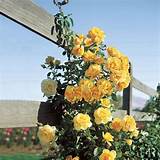 Buy Scent From Above Climbing Rose