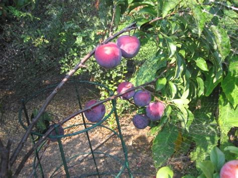 Puttering In The Garden Pears