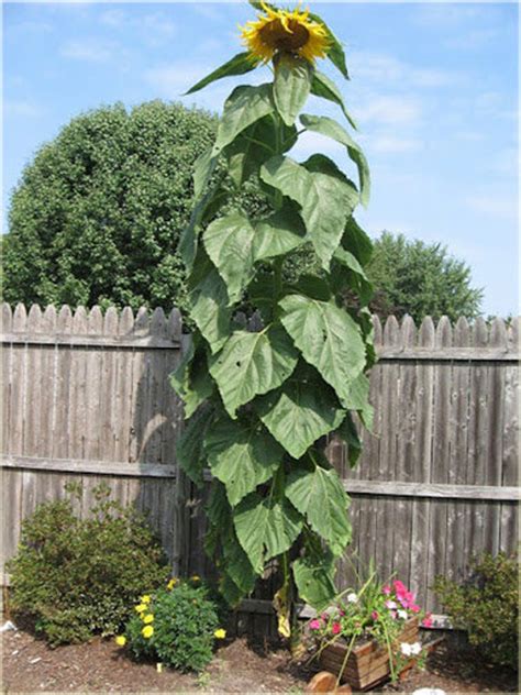 Giant Titan Sunflower Up To 5 Meters Bio Of Our Production Etsy