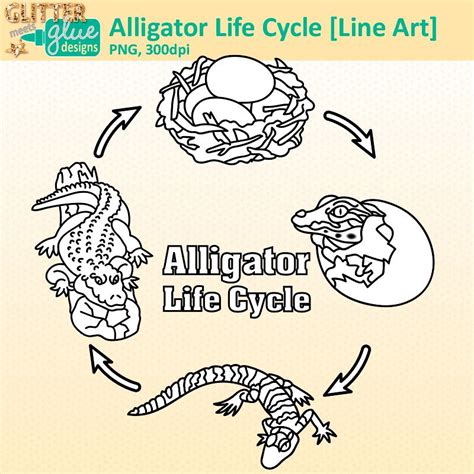 Life Cycle Of Alligator