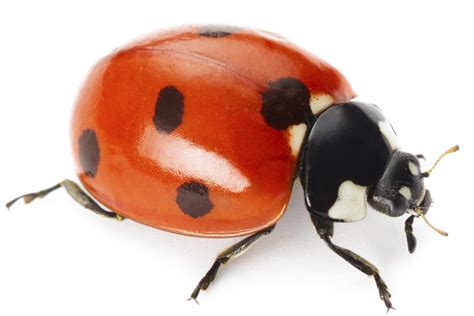 Ladybug Png Images Transparent Background Png Play