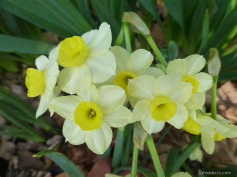 Narcis Narcissus Minnow Květy Květenství Zahrada