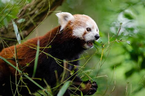 Sorge Um Die Roten Pandas Im Osten Nepals Red Pandazine Das Magazin