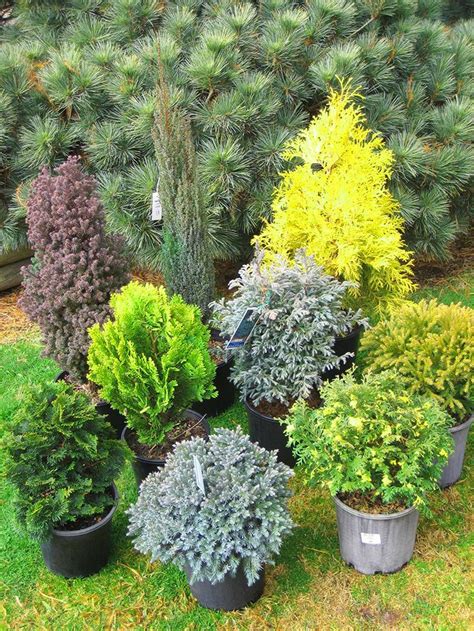 Dwarf And Slow Growing Conifers Ideal For Pots Rockeries And Mixed
