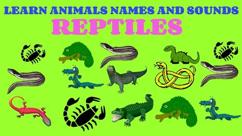 Learn Animals Names And Sounds Learn Animals Names And Sounds For Kids