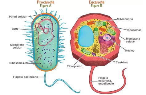 Caracter Sticas Celula Procariota Y Eucariota Procariota Y Eucariota