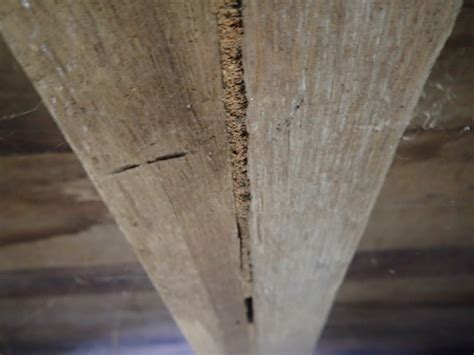 How much is a pest or termite inspection? Termite Inspections | Circular Pest Services