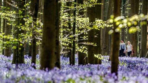 Menikmati Keindahan Bunga Bluebells Di Hutan Hallerbos Foto