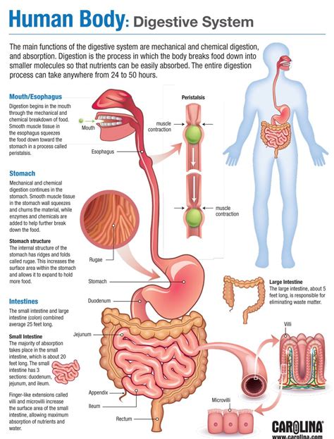Human Body Digestive System Human Anatomy Quiz Quizizz