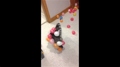 Static Balloon Cat Youtube