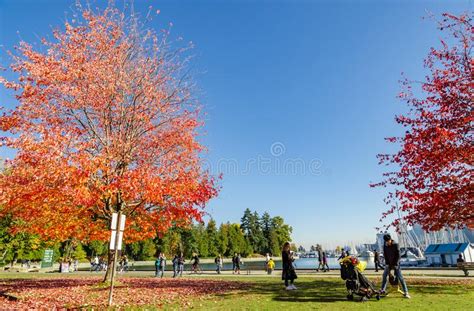 Colorful Stanley Park Along The Seawall Pathin The Autumn Vancouver