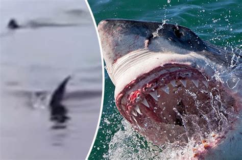 Megalodon Shark Exists Giant Beast Caught On Camera Daily Star