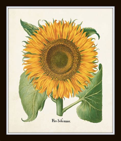 Antique Sunflower Print No 5 Botanical Print Botanical Etsy