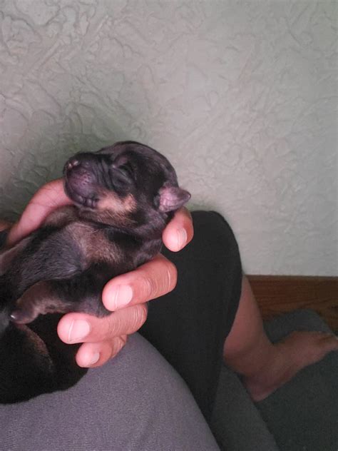 Inquiring about rottweilers available now, complete a questionnaire. Rottweiler Puppies For Sale | Indiana, PA #333176
