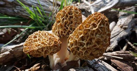 Morel Mushrooms A Complete Guide To Hunting And Finding Them