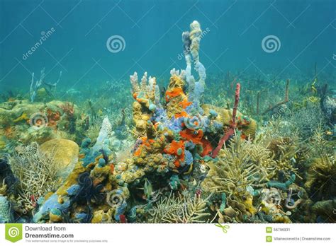 Seabed With Colorful Marine Life Of Caribbean Sea Stock