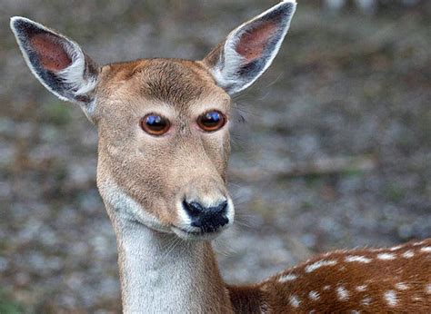 What Animals Would Look Like If They Had Eyes At The Front Boing Boing