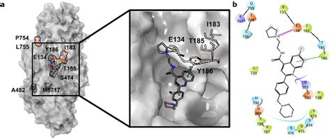 Potential Binding Site And Top Ranked Docking Pose Of Cabamiquine A