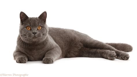 Blue British Shorthair Cat Photo Wp43041