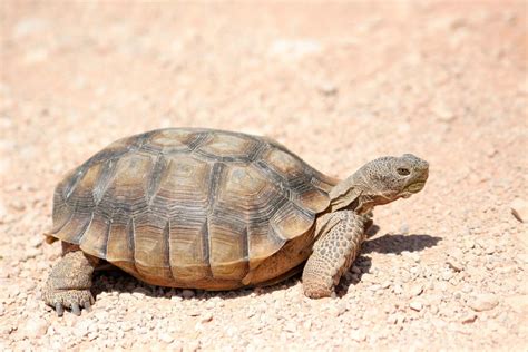 Tortoise Habitat Diet Lifespan Britannica