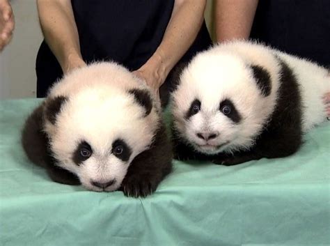 Pin By Kellie On Pandas Atlanta Zoo Panda Cute Panda Baby