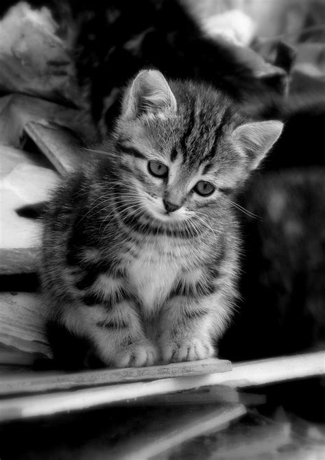 Cute Kitty In Black And White Kitty Cutekitty Adorable Aww