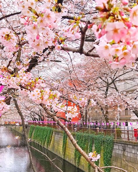 Whos Ready For Spring Cherry Blossoms In Tokyo Japan 🌸🌸🌸 Tokyo