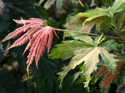 Maybe you would like to learn more about one of these? Japanischer Ahorn 'Vitifolium' - Acer japonicum ...