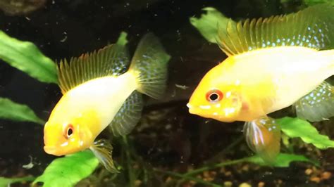 From what i read, fish maw are graded by the gender of the fish. Golden Rams Breeding Behaviour - Tropical Fish - YouTube