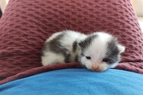 Newborn Kitten Panting Should You Be Worried