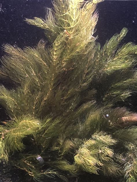 Check spelling or type a new query. Hornwort - Marine Warehouse Aquarium