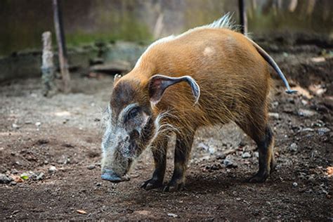 Translation of babi hutan in english. Batu Secret Zoo