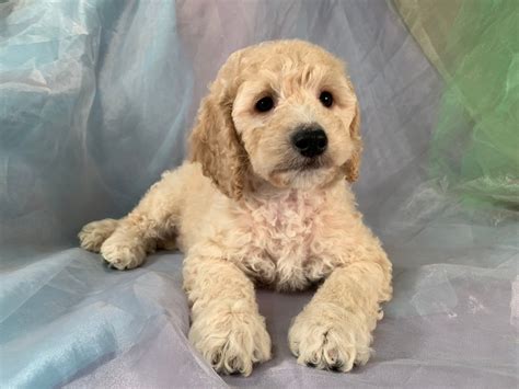 Cockapoo Puppies For Sale In Iowa Professional Breeders