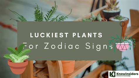 Luckiest Plants For Zodiac Signs According To Astrology Knowinsiders