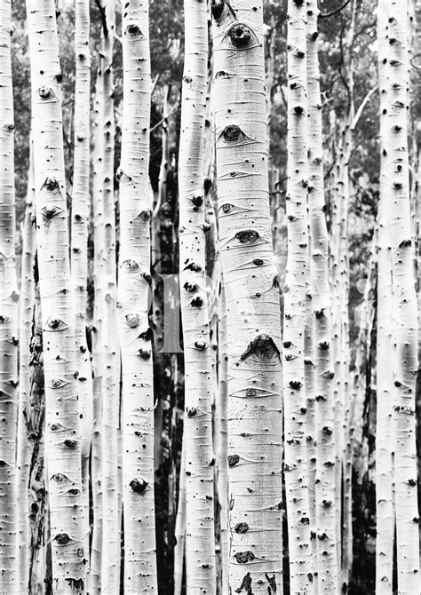 Buy Birch Trees Bw Wallpaper Free Shipping