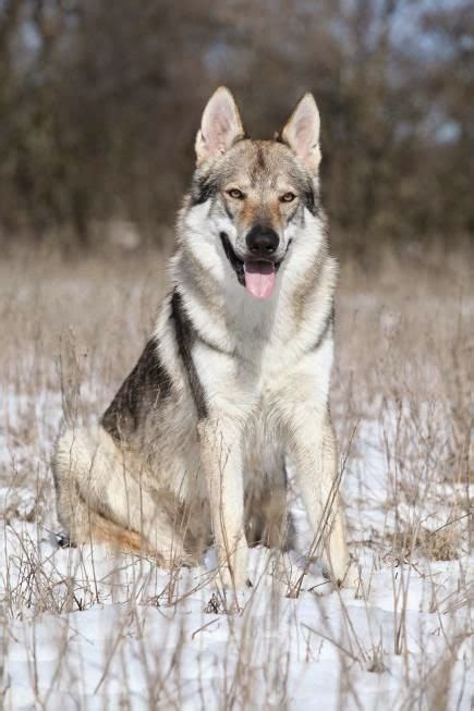 Cute Puppy And Dog 5 Amazing Wolf Hybrids You Have Ever Seen
