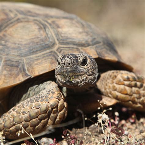 Desert Tortoise Wildlife And Wild Lands
