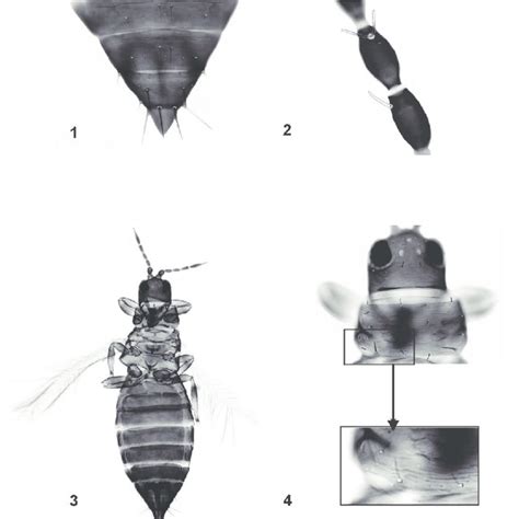 Characters Of Thermothrips Mohelensis 1 Abdominal Terga Vii X 2