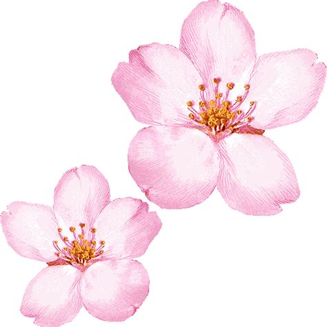 Cherry Blossom Clip Art 080210 Vector Clip Art Free Clip Art Images