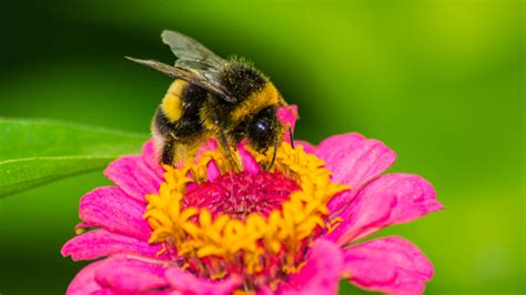 Bumblebees are large, fuzzy, very hairy insects that are black and yellow colored or in some species orange or red. 15 Buzzworthy Facts About Bumblebees | Mental Floss