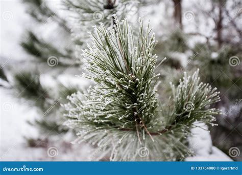 Close Up Of Pine Tree Covered With Snow Stock Photo Image Of Macro