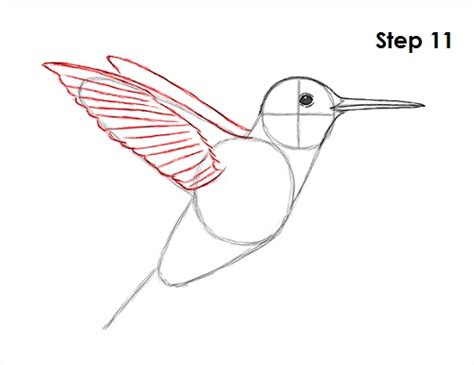 How To Draw A Hummingbird Video And Step By Step Pictures
