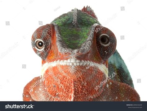 Chameleon Front View Stock Photos Images And Photography Shutterstock