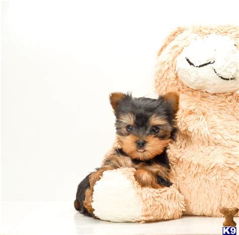 Meet gus baby doll face male yorkie for sale all of our puppies come with a 1 year health guarantee, health certificate, vet and puppy. Yorkie puppies for rescue in ohio - hurricane sandy stock ...