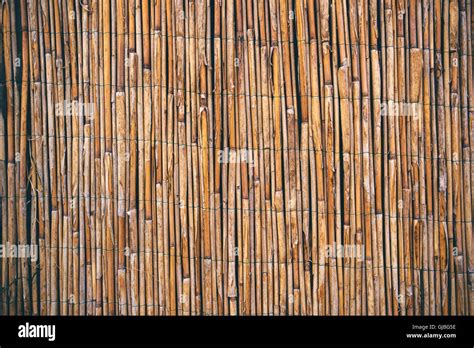 Dry Reed Straws Fence As Texture Or Background Natural Material